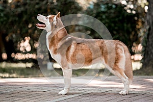 Cool Siberian chocolate husky dog stands and looks ahead. Bright green trees and grass are on the background.