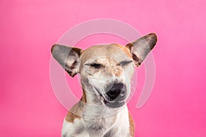 Cool sly suspicious contented dog face with eyes closed photo