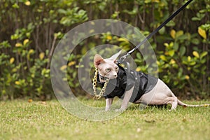 Cool Sphinx hairless cat in a black leather jacket and a gold necklace wlk in the grass