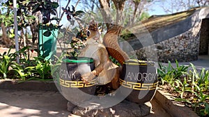 Cool squirrel icons and organic and inorganic trash cans in the park photo