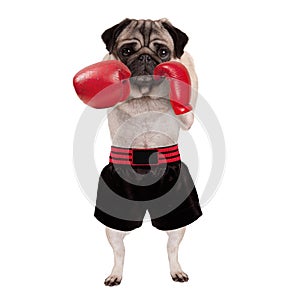 Cool standing pug dog boxer punching with red leather boxing gloves and shorts