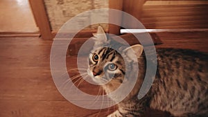 Cool striped cat constantly pokes his face into the camera. Very funny moment.