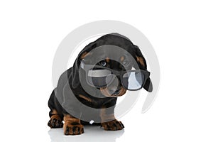 Cool teckel dachshund dog looking over sunglasses in studio