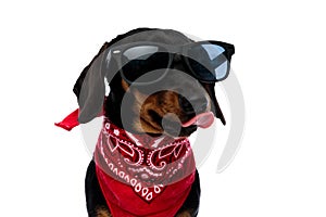 Cool Teckel puppy licking its nose while wearing red bandana