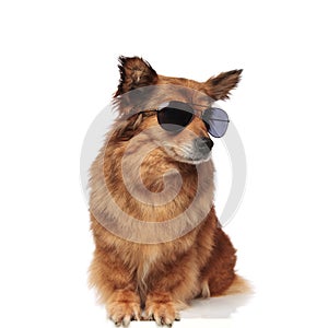 Cool trendy seated brown dog with sunglasses looks to side