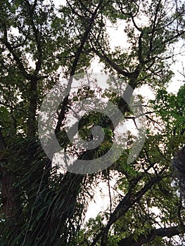 A cool view under a shady tree
