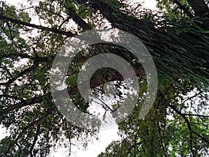 A cool view under a shady tree