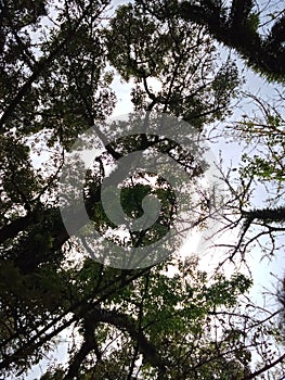 A cool view under a shady tree
