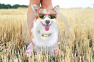 Cool Welsh Corgi Pembroke dog wearing red sunglasses on vacation for a walk with his master