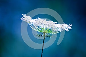 Cool white flower