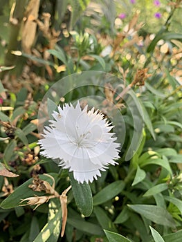 cool white flower with netural colours