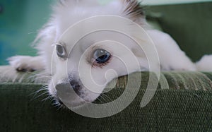 Cool white fluffy dog resting on a green sofa. German Spitz with blue eyes
