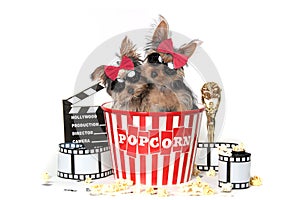 Cool Yorkshire Terrier Puppies Celebrating Hollywood Movies