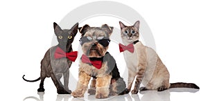 Cool yorkshire terrier and two cats wearing bowties