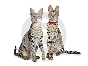 Cool young adult Savannah F1 cat and serval kitten, Isolated on white background photo