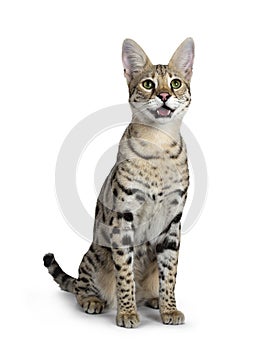 Cool young adult Savannah F1 cat, Isolated on white background