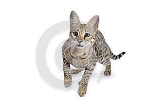 Cool young adult Savannah F1 cat, Isolated on white background