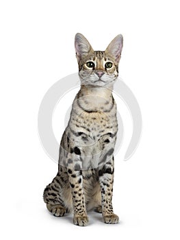 Cool young adult Savannah F1 cat, Isolated on white background
