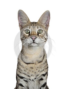 Cool young adult Savannah F1 cat, Isolated on white background