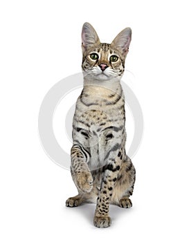 Cool young adult Savannah F1 cat, Isolated on white background