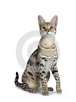 Cool young adult Savannah F1 cat, Isolated on white background