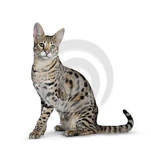 Cool young adult Savannah F1 cat, Isolated on white background