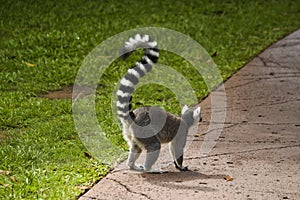 Cool young lemur in Australia zoo, Brisbane