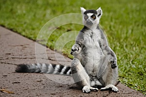 Cool young lemur sitting on a pathway