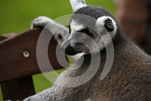 Cool young lemur in a Zoo - close-up