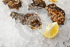 Cooled oysters refrigerated on ice with lemon