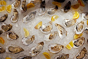 Cooled oysters refrigerated on ice with lemon