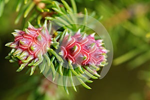 Cooley Spruce Gall