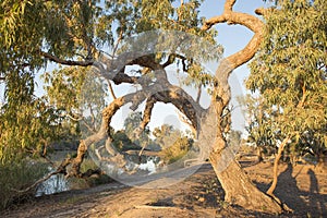Coolibah tree at the dig tree on Cooper creek, photo