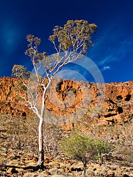 Coolibahs and Cliffs