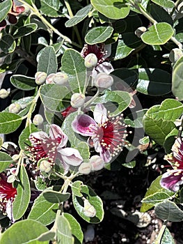 Coolidge Pineapple Guava Tree Feijoa sellowiana 'Coolidge'