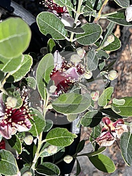 Coolidge Pineapple Guava Tree Feijoa sellowiana 'Coolidge'