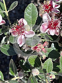 Coolidge Pineapple Guava Tree Feijoa sellowiana 'Coolidge'