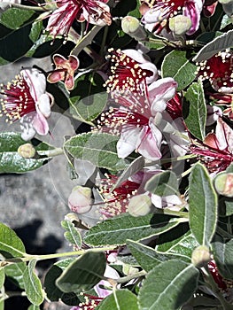 Coolidge Pineapple Guava Tree Feijoa sellowiana 'Coolidge'