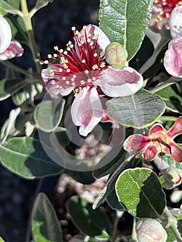 Coolidge Pineapple Guava Tree Feijoa sellowiana 'Coolidge'