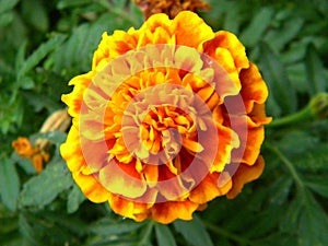 coolie flower