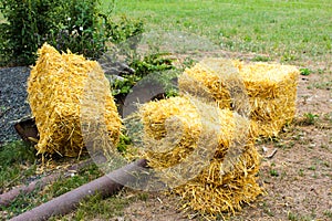 Coolies of straw from the new crop lie on the ground near the yard