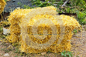 Coolies of straw from the new crop lie on the ground near the yard