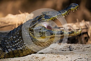 Cooling Caiman Closeup, Side View of Head