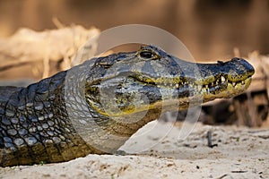 Cooling Caiman Closeup, Side View of Head