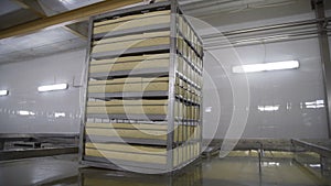 Cooling cheese wheels before drying. Cheese making process. Production of cheese wheels in factory.