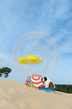 Cooling down for dog at the beach