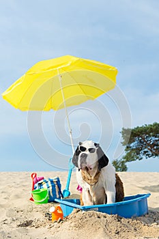 Cooling down for dog at the beach