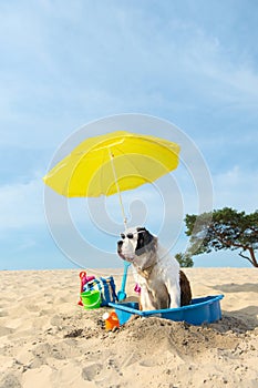 Cooling down for dog at the beach