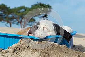 Cooling down for dog