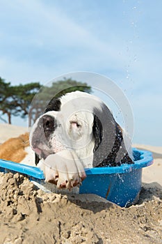 Cooling down for dog